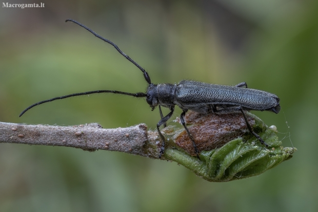 Liepinis žagarinukas - Stenostola dubia ♂ | Fotografijos autorius : Žilvinas Pūtys | © Macronature.eu | Macro photography web site