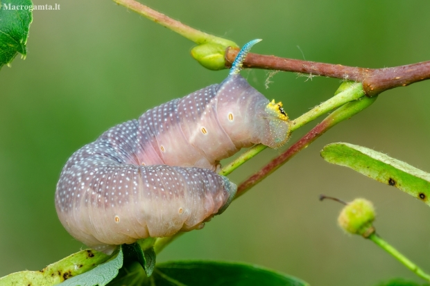 Lime hawk-moth | Mimas tiliae | caterpillar | Fotografijos autorius : Darius Baužys | © Macronature.eu | Macro photography web site