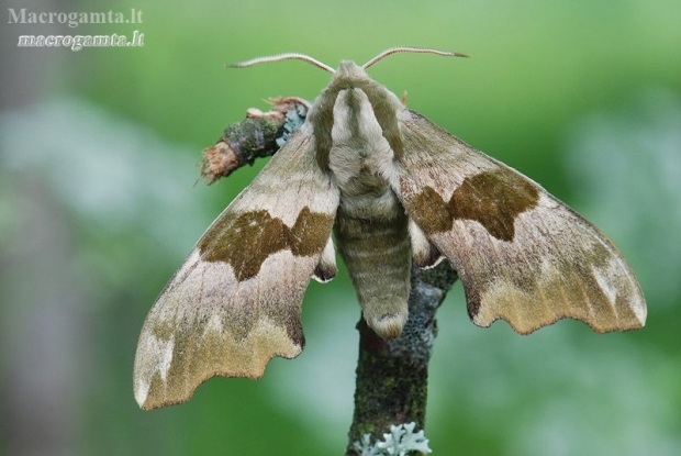 Lime hawk-moth - Mimas tiliae | Fotografijos autorius : Arūnas Eismantas | © Macronature.eu | Macro photography web site