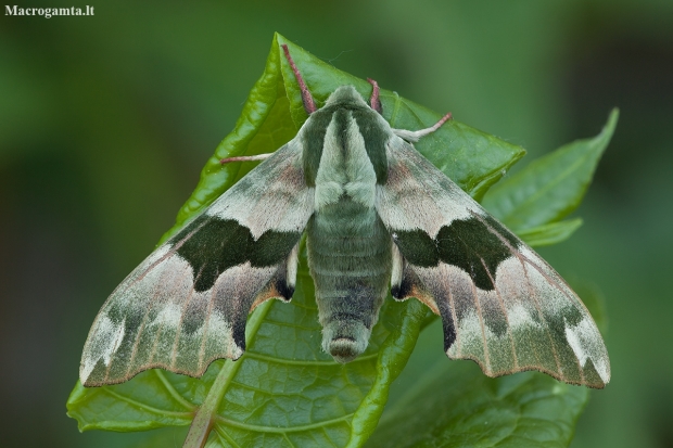 Lime hawk-moth - Mimas tiliae | Fotografijos autorius : Žilvinas Pūtys | © Macronature.eu | Macro photography web site