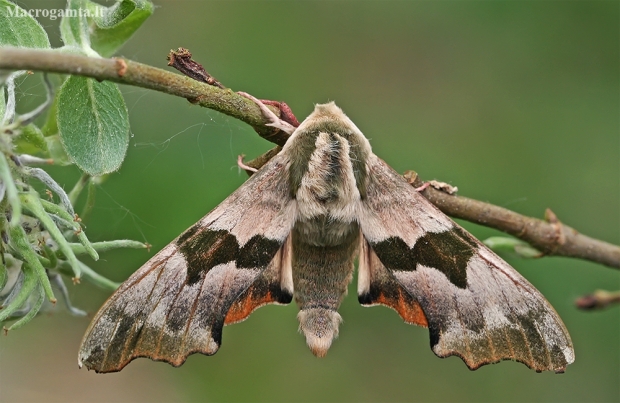 Lime hawk-moth - Mimas tiliae | Fotografijos autorius : Gintautas Steiblys | © Macronature.eu | Macro photography web site
