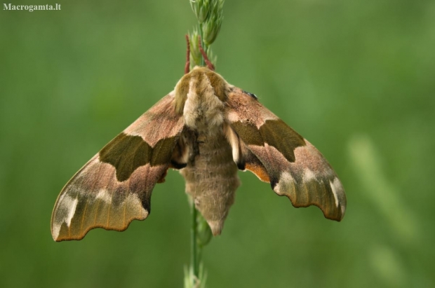 Lime hawk-moth | Fotografijos autorius : Saulius Drazdauskas | © Macronature.eu | Macro photography web site