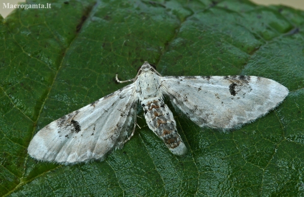 Lime-speck Pug - Eupithecia centaureata | Fotografijos autorius : Gintautas Steiblys | © Macronature.eu | Macro photography web site