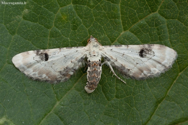 Lime-speck Pug - Eupithecia centaureata | Fotografijos autorius : Žilvinas Pūtys | © Macronature.eu | Macro photography web site