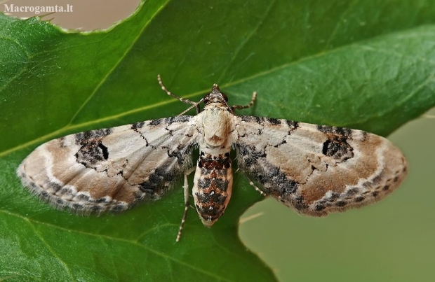 Lime-speck Pug - Eupithecia centaureata | Fotografijos autorius : Gintautas Steiblys | © Macronature.eu | Macro photography web site