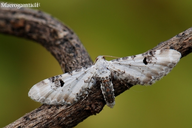 Lime-speck Pug - Eupithecia centaureata | Fotografijos autorius : Arūnas Eismantas | © Macronature.eu | Macro photography web site