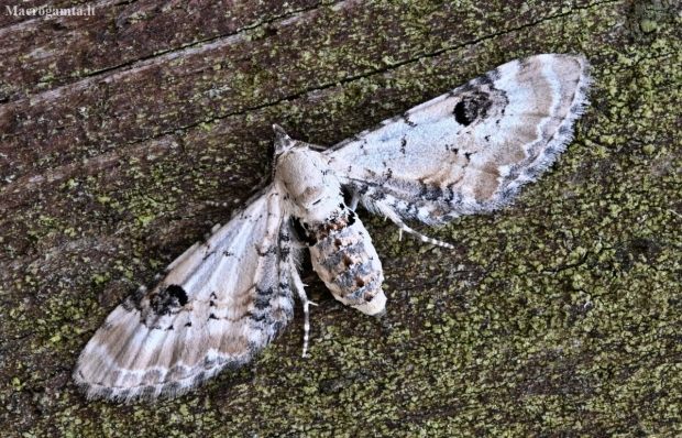 Lime-speck Pug - Eupithecia centaureata | Fotografijos autorius : Kazimieras Martinaitis | © Macronature.eu | Macro photography web site