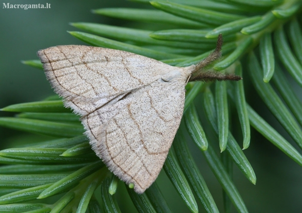 Litter Moth - Polypogon tentacularia | Fotografijos autorius : Vytautas Gluoksnis | © Macronature.eu | Macro photography web site