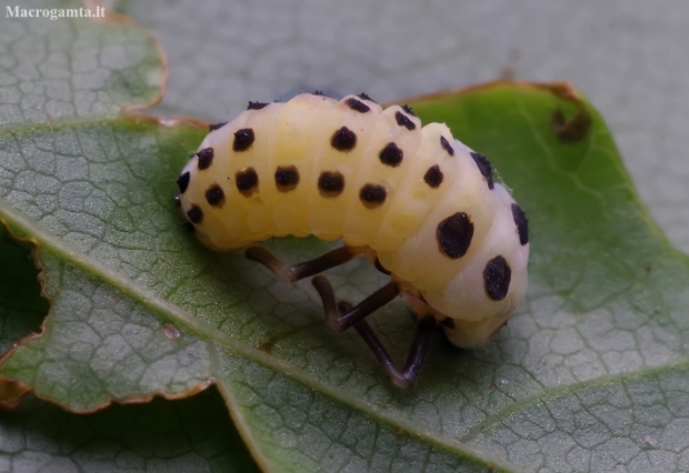 Little arboreal ladybird beetle - Calvia decemguttata, pupa | Fotografijos autorius : Romas Ferenca | © Macronature.eu | Macro photography web site
