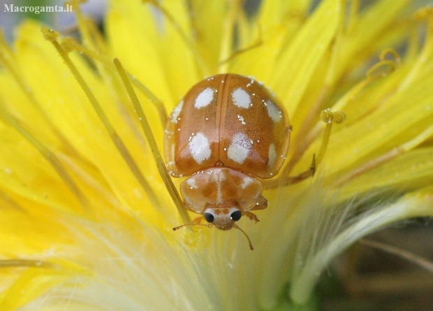 Little arboreal ladybird beetle - Calvia decemguttata | Fotografijos autorius : Vytautas Gluoksnis | © Macronature.eu | Macro photography web site