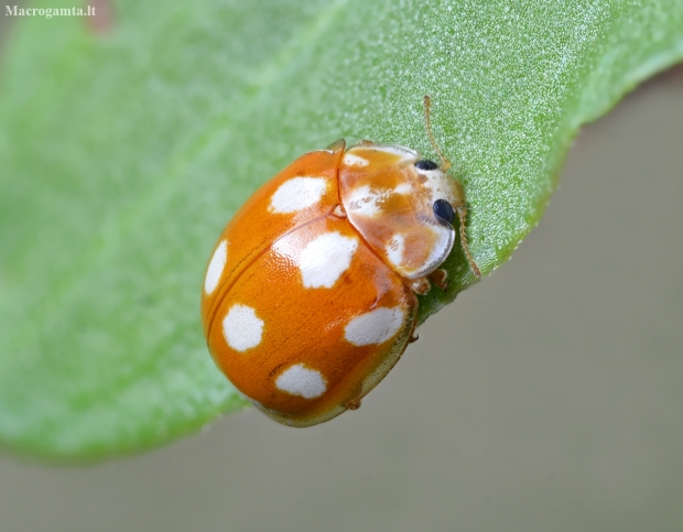 Little arboreal ladybird beetle - Calvia decemguttata | Fotografijos autorius : Kazimieras Martinaitis | © Macronature.eu | Macro photography web site
