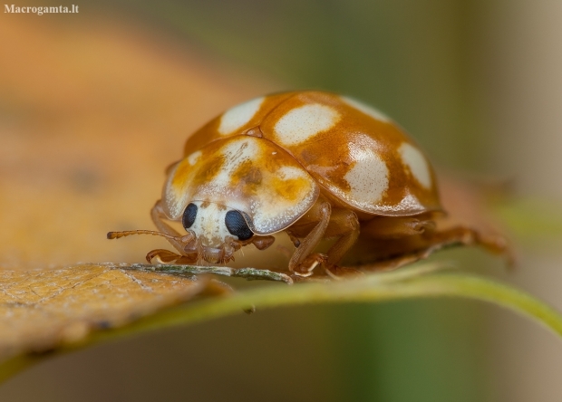 Little arboreal ladybird beetle - Calvia decemguttata | Fotografijos autorius : Žilvinas Pūtys | © Macronature.eu | Macro photography web site