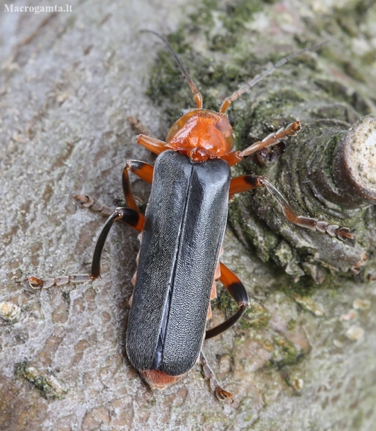 Livid Soldier beetle - Cantharis livida | Fotografijos autorius : Vytautas Gluoksnis | © Macronature.eu | Macro photography web site