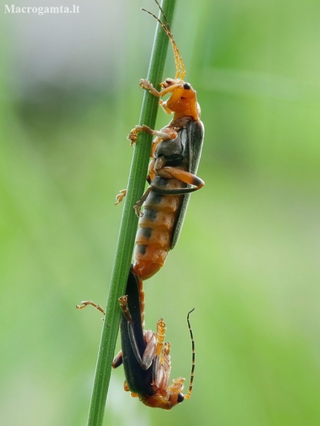 Livid Soldier beetle - Cantharis livida | Fotografijos autorius : Vidas Brazauskas | © Macronature.eu | Macro photography web site