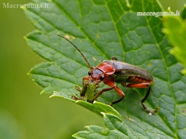 Livid Soldier beetle - Cantharis livida | Fotografijos autorius : Darius Baužys | © Macronature.eu | Macro photography web site