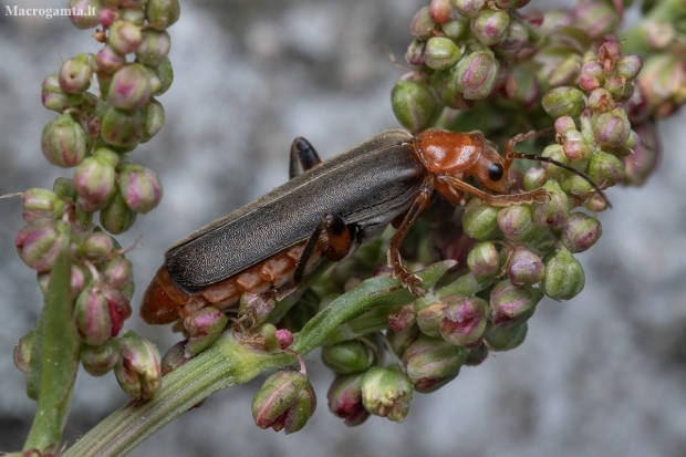 Livid Soldier beetle - Cantharis livida | Fotografijos autorius : Žilvinas Pūtys | © Macronature.eu | Macro photography web site