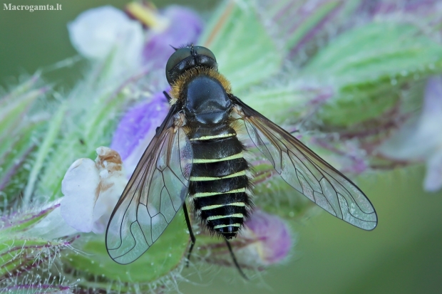 Lomate Bee fly - Lomatia cf. fasciculata | Fotografijos autorius : Gintautas Steiblys | © Macronature.eu | Macro photography web site
