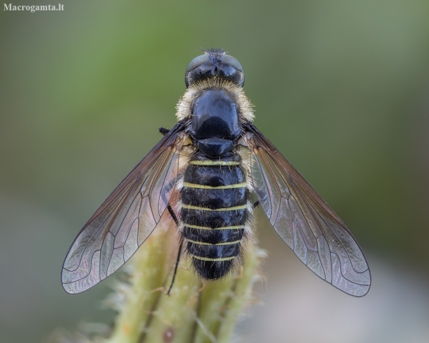 Lomate Bee fly - Lomatia fasciculata ♀ | Fotografijos autorius : Žilvinas Pūtys | © Macronature.eu | Macro photography web site