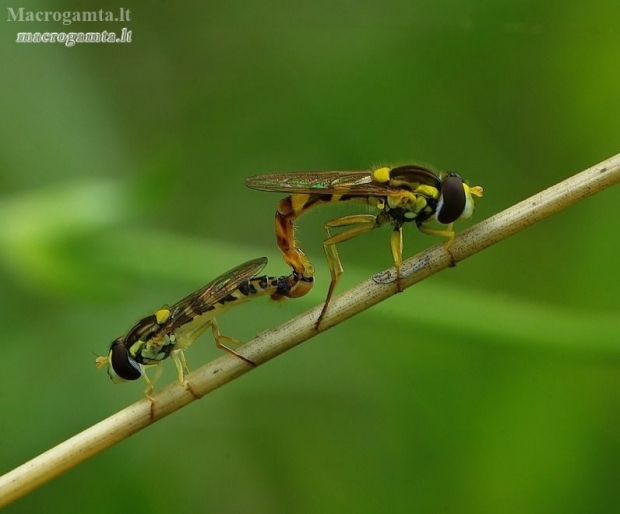 Long hoverflies - Sphaerophoria scripta | Fotografijos autorius : Romas Ferenca | © Macronature.eu | Macro photography web site