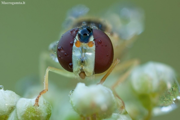 Žiedmusė - Sphaerophoria scripta ♀ | Fotografijos autorius : Žilvinas Pūtys | © Macronature.eu | Macro photography web site