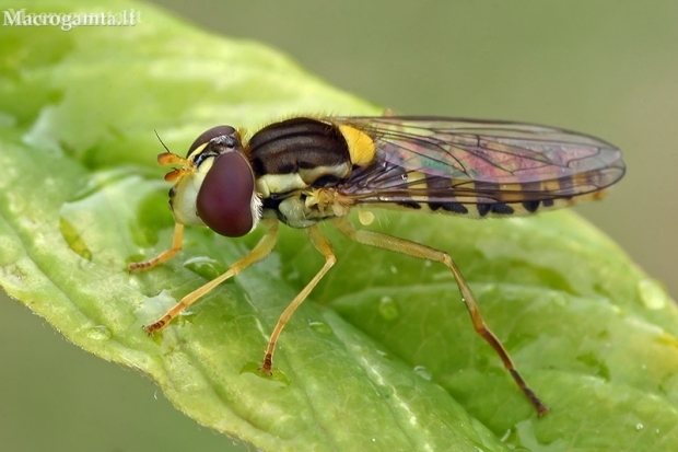 Long hoverfly - Sphaerophoria scripta  | Fotografijos autorius : Gintautas Steiblys | © Macronature.eu | Macro photography web site