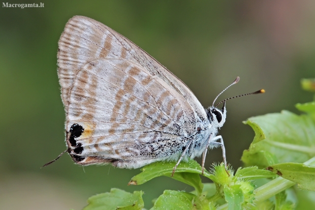 Long-tailed pea-blue - Lampides boeticus | Fotografijos autorius : Gintautas Steiblys | © Macronature.eu | Macro photography web site