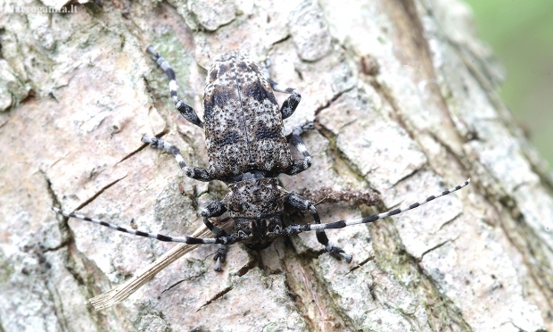 Longhorn Beetle - Aegomorphus clavipes | Fotografijos autorius : Romas Ferenca | © Macronature.eu | Macro photography web site