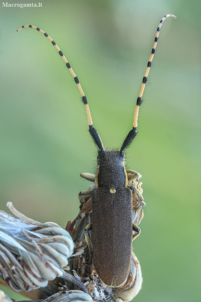 Longhorn Beetle - Agapanthia annularis | Fotografijos autorius : Gintautas Steiblys | © Macronature.eu | Macro photography web site