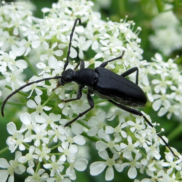 Longhorn Beetle - Leptura aethiops | Fotografijos autorius : Vitalii Alekseev | © Macronature.eu | Macro photography web site