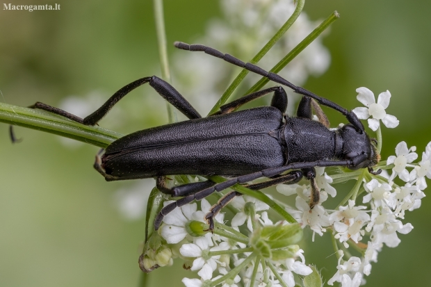 Longhorn Beetle - Leptura aethiops | Fotografijos autorius : Žilvinas Pūtys | © Macronature.eu | Macro photography web site