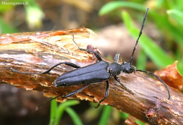 Longhorn Beetle - Leptura aethiops | Fotografijos autorius : Romas Ferenca | © Macronature.eu | Macro photography web site