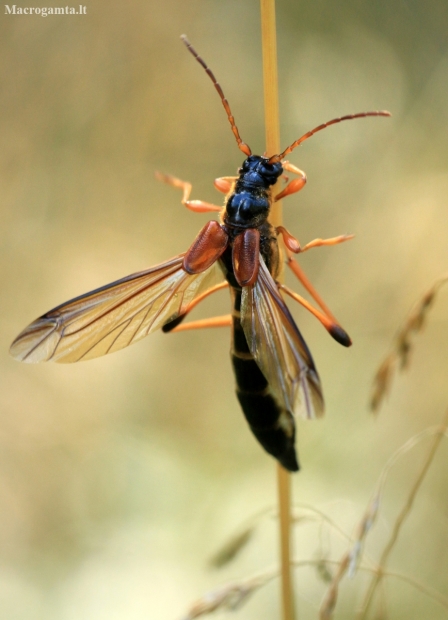 Longhorn Beetle - Necydalis major | Fotografijos autorius : Ramunė Vakarė | © Macronature.eu | Macro photography web site