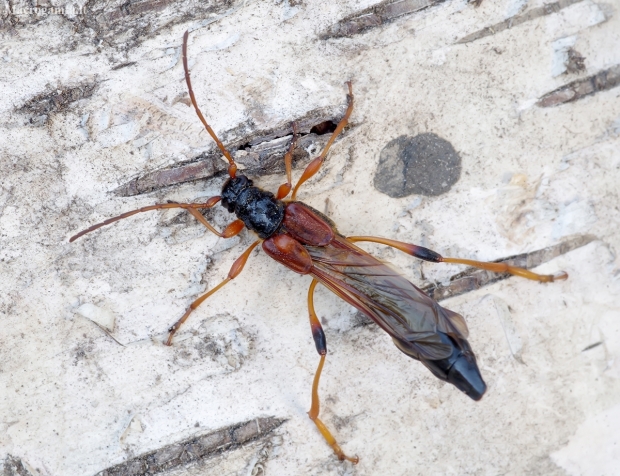 Longhorn Beetle - Necydalis major | Fotografijos autorius : Romas Ferenca | © Macrogamta.lt | Šis tinklapis priklauso bendruomenei kuri domisi makro fotografija ir fotografuoja gyvąjį makro pasaulį.