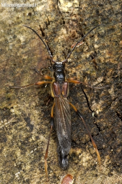 Longhorn Beetle - Necydalis major | Fotografijos autorius : Giedrius Markevičius | © Macronature.eu | Macro photography web site