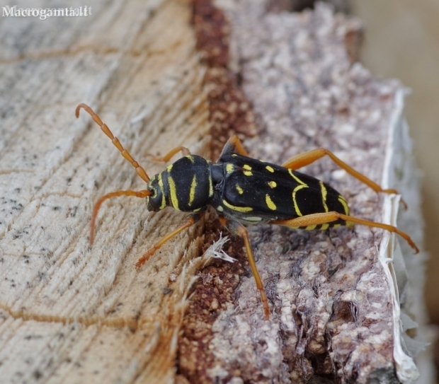 Longhorn Beetle - Plagionotus arcuatus | Fotografijos autorius : Žydrūnas Daunoravičius | © Macronature.eu | Macro photography web site