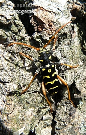 Longhorn Beetle - Plagionotus arcuatus | Fotografijos autorius : Linas Mockus | © Macronature.eu | Macro photography web site