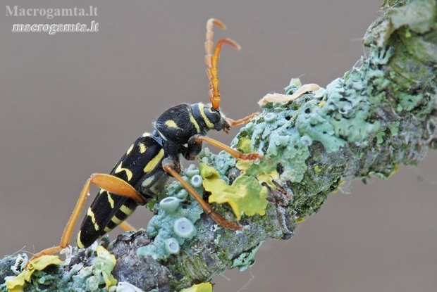 Longhorn Beetle - Plagionotus arcuatus | Fotografijos autorius : Arūnas Eismantas | © Macronature.eu | Macro photography web site