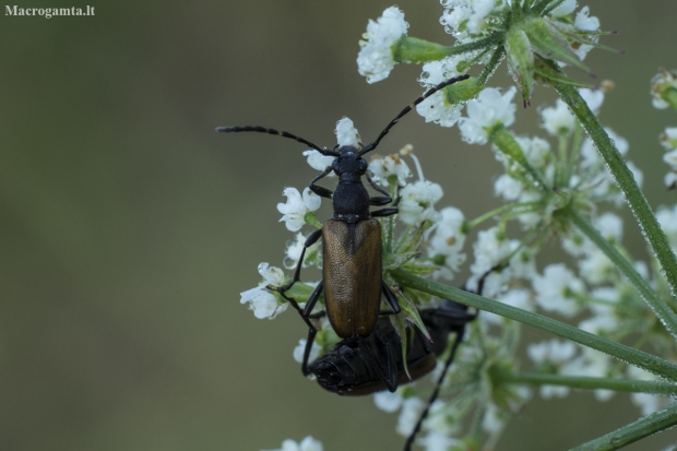 Longhorn beetle – Paracorymbia maculicornis | Fotografijos autorius : Giedrius Markevičius | © Macronature.eu | Macro photography web site