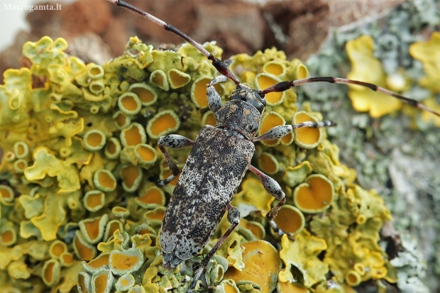 Longhorn beetle - Acanthocinus griseus | Fotografijos autorius : Gintautas Steiblys | © Macronature.eu | Macro photography web site