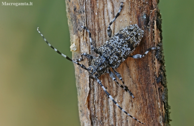 Longhorn beetle - Aegomorphus clavipes | Fotografijos autorius : Gintautas Steiblys | © Macronature.eu | Macro photography web site