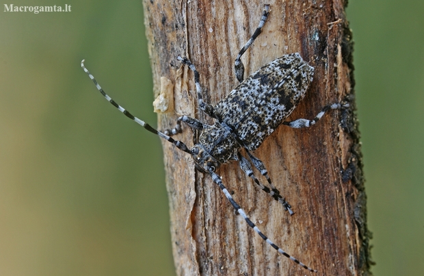 Raibasis pilkšys - Aegomorphus clavipes | Fotografijos autorius : Gintautas Steiblys | © Macronature.eu | Macro photography web site