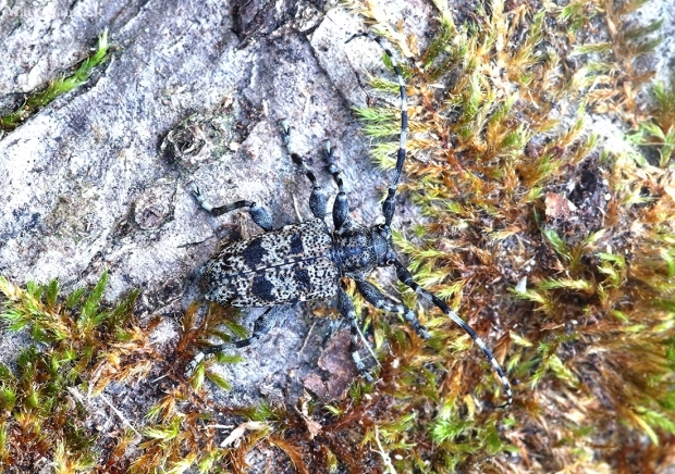 Longhorn beetle - Aegomorphus clavipes | Fotografijos autorius : Romas Ferenca | © Macronature.eu | Macro photography web site