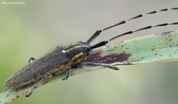 Longhorn beetle - Agapanthia asphodeli | Fotografijos autorius : Gintautas Steiblys | © Macronature.eu | Macro photography web site