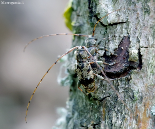 Longhorn beetle - Leiopus femoratus | Fotografijos autorius : Romas Ferenca | © Macronature.eu | Macro photography web site