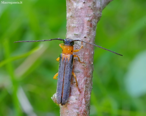 Longhorn beetle - Oberea pupillata | Fotografijos autorius : Romas Ferenca | © Macronature.eu | Macro photography web site