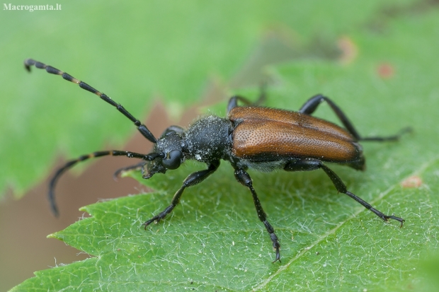 Longhorn beetle - Paracorymbia maculicornis | Fotografijos autorius : Žilvinas Pūtys | © Macronature.eu | Macro photography web site