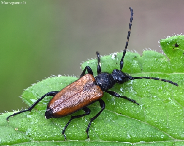 Longhorn beetle - Paracorymbia maculicornis | Fotografijos autorius : Kazimieras Martinaitis | © Macronature.eu | Macro photography web site