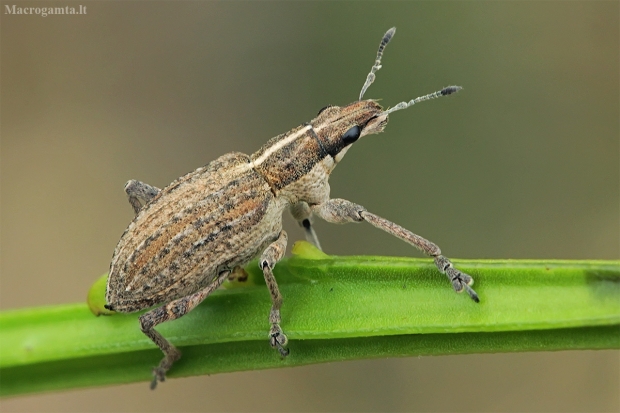 Sitonas - Charagmus gressorius | Fotografijos autorius : Gintautas Steiblys | © Macrogamta.lt | Šis tinklapis priklauso bendruomenei kuri domisi makro fotografija ir fotografuoja gyvąjį makro pasaulį.