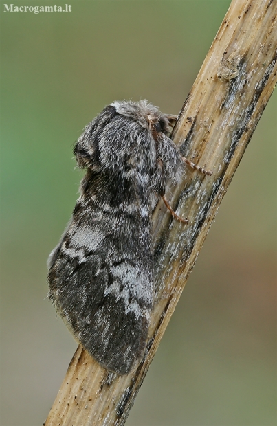 Lunar Marbled Brown - Drymonia ruficornis | Fotografijos autorius : Gintautas Steiblys | © Macronature.eu | Macro photography web site