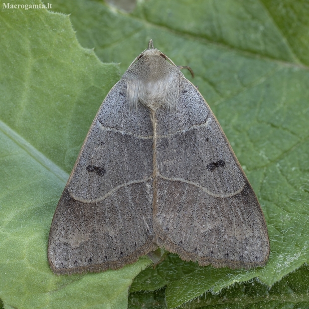 Lunar double-stripe - Minucia lunaris | Fotografijos autorius : Žilvinas Pūtys | © Macronature.eu | Macro photography web site